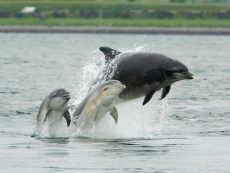 Channonry Dolphins Black Isle - Heathfield Highland Estate Accommodation, Holiday Homes NC500